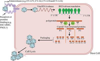 Innate Immunity Evasion by <mark class="highlighted">Enteroviruses</mark> Linked to Epidemic Hand-Foot-Mouth Disease